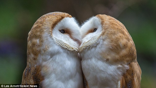 The owl pair was caught on camera sharing a critical moment.