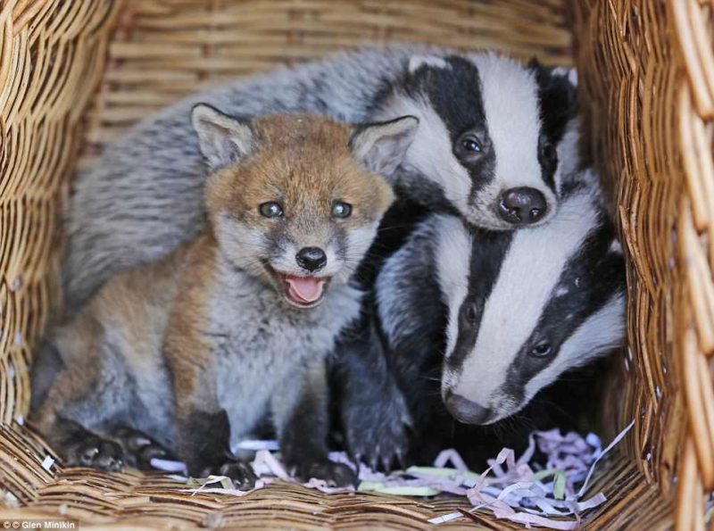 Abandoned Baby Fox makes special bond with two orphaned badger cubs at the sanctuary