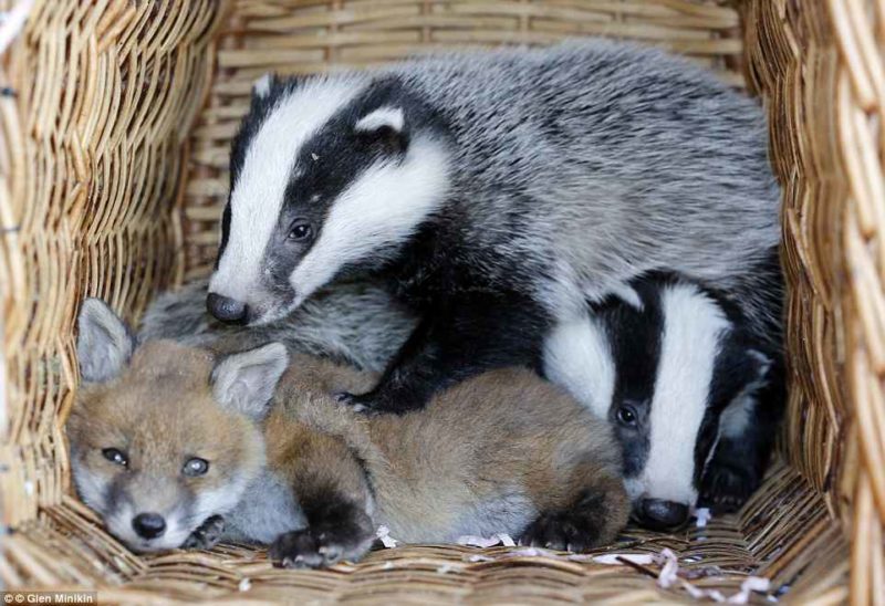 Abandoned Baby Fox makes special bond with two orphaned badger cubs at the sanctuary