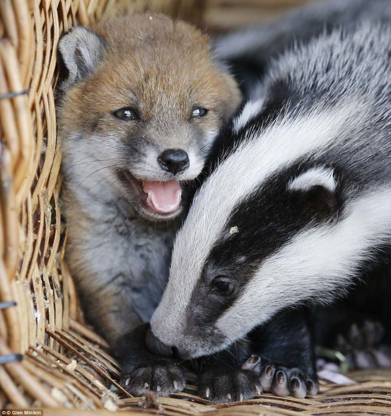 Abandoned Baby Fox makes special bond with two orphaned badger cubs at the sanctuary