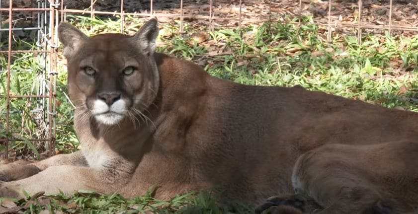 After years of abuse at the zoo, Cougar was rescued in time and learned to walk again