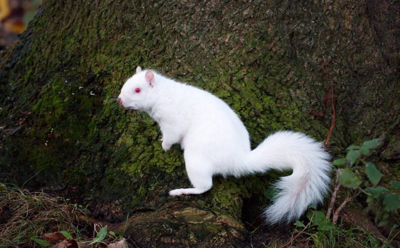 The amazing rare albino squirrel is pictured at Royal Decide.