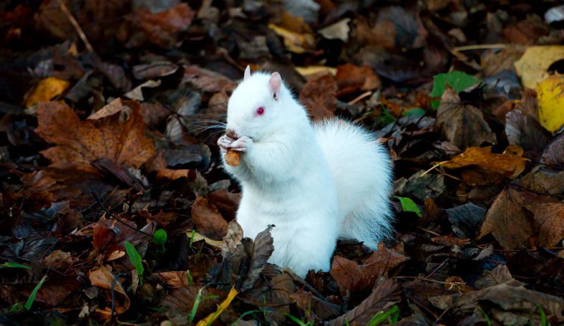 The amazing rare albino squirrel is pictured at Royal Decide.