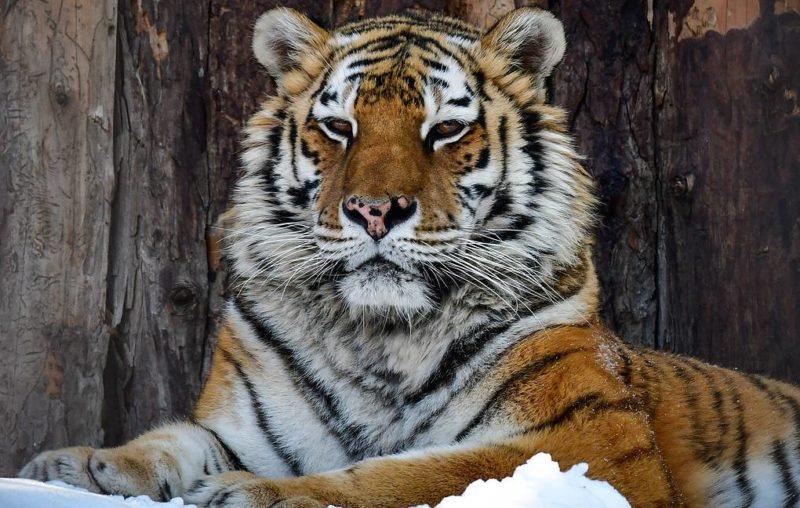 Footprints of an endangered tiger have been found in northeastern Siberia for 50 years.