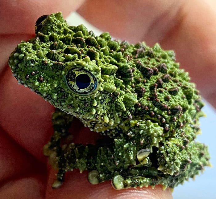 Meet the Vietnamese Mossy Frogs, the masters of chivalry