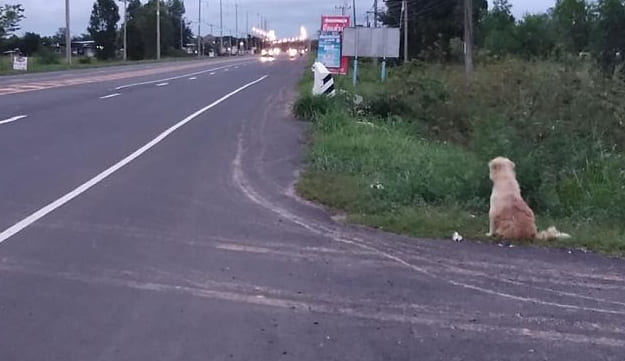 Dog never loses hope while waiting for his left family 4 years on the same road