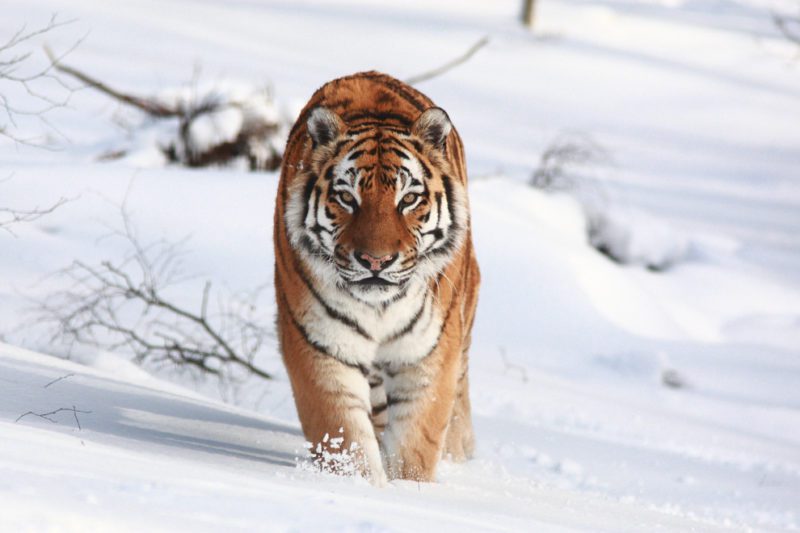 Footprints of an endangered tiger have been found in northeastern Siberia for 50 years.