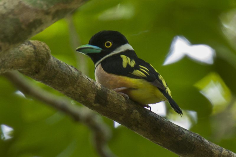 Black and Yellow Broad Bull, a wonderful little bird that jumps from cartoon movies