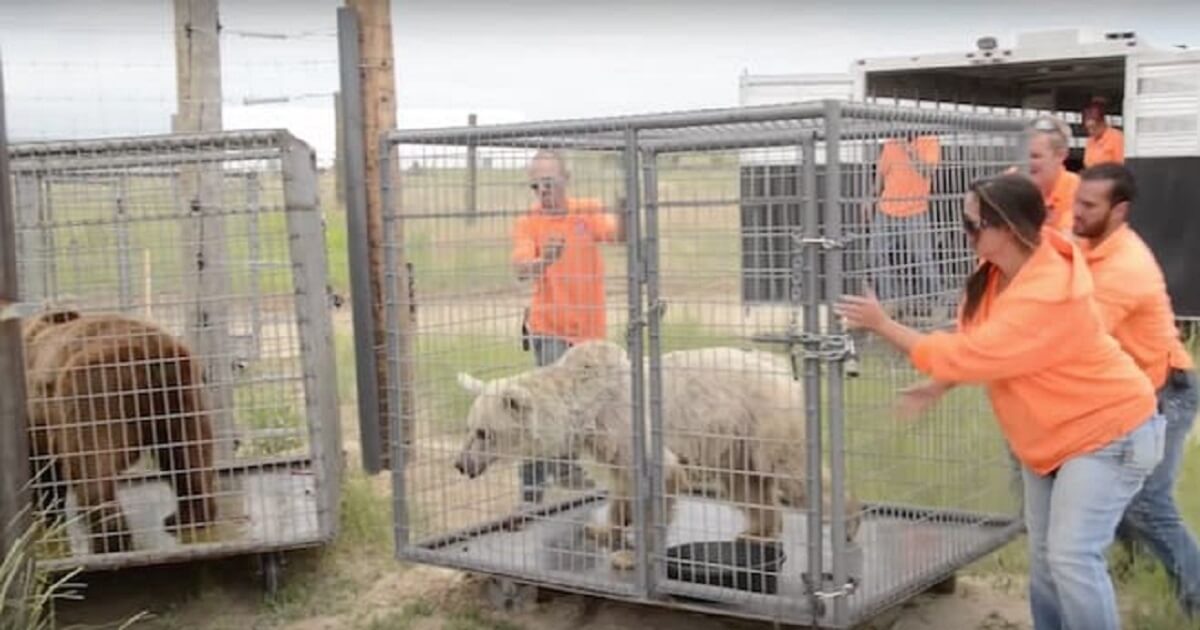 Older bears get first "taste of freedom" after 20 years in cages