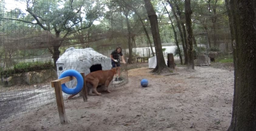 After years of abuse at the zoo, Cougar was rescued in time and learned to walk again