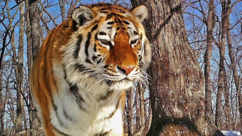 Footprints of an endangered tiger have been found in northeastern Siberia for 50 years.