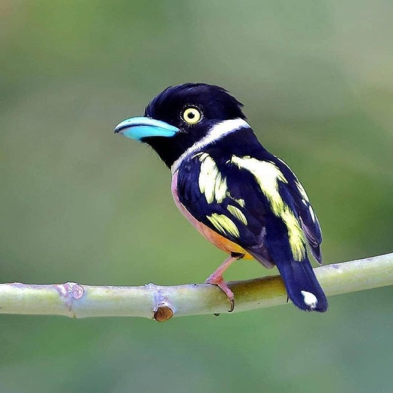 Black and Yellow Broad Bull, a wonderful little bird that jumps from cartoon movies