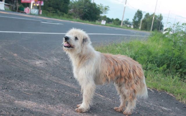 Dog never loses hope while waiting for his left family 4 years on the same road