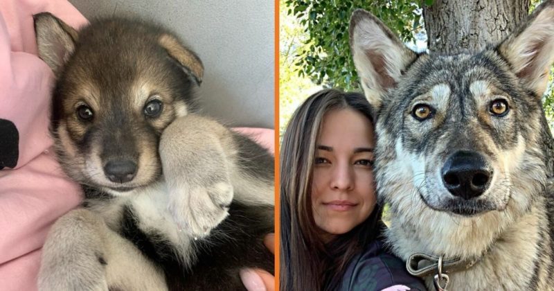 The wolf, abandoned by his mother, grows up with a human family – acting like a dog