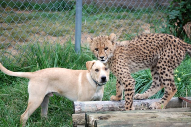 Cheetah pup anxious thanks to his adorable support puppy