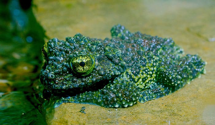 Meet the Vietnamese Mossy Frogs, the masters of chivalry