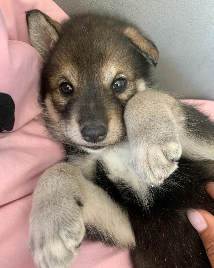 The wolf, abandoned by his mother, grows up with a human family - acting like a dog