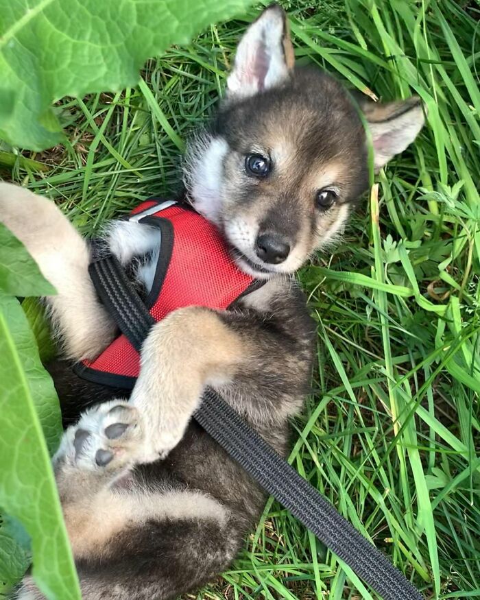 The wolf, abandoned by his mother, grows up with a human family - acting like a dog