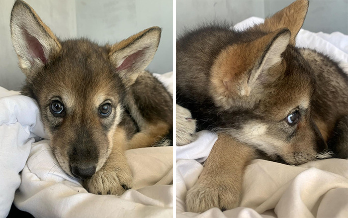 The wolf, abandoned by his mother, grows up with a human family - acting like a dog