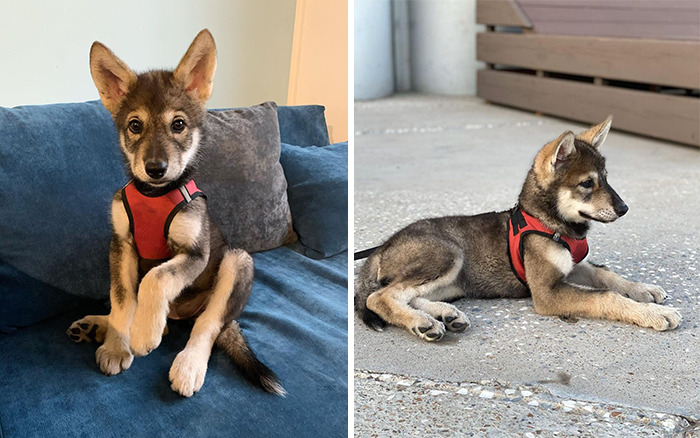 The wolf, abandoned by his mother, grows up with a human family - acting like a dog