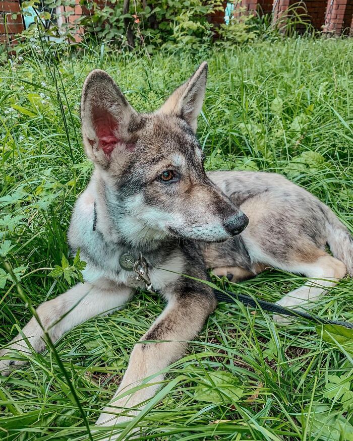 The wolf, abandoned by his mother, grows up with a human family - acting like a dog