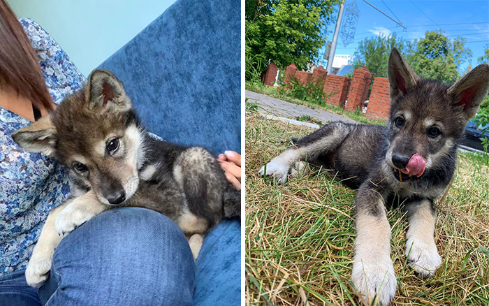 The wolf, abandoned by his mother, grows up with a human family - acting like a dog
