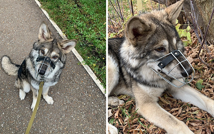 The wolf, abandoned by his mother, grows up with a human family - acting like a dog