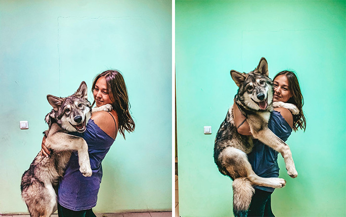 The wolf, abandoned by his mother, grows up with a human family - acting like a dog