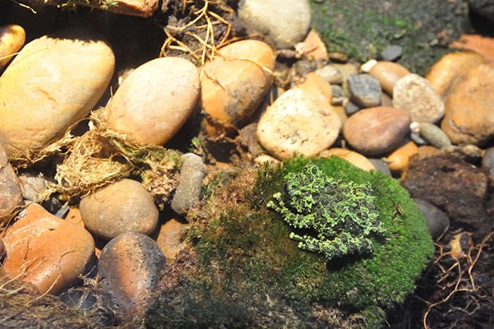 Meet the Vietnamese Mossy Frogs, the masters of chivalry