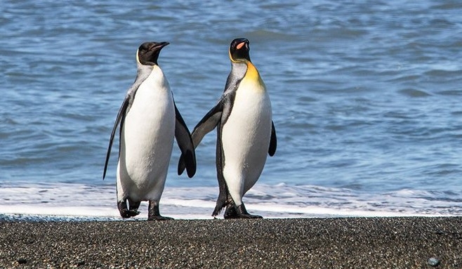 Penguin couple holding hands while roaming the beach romantically.