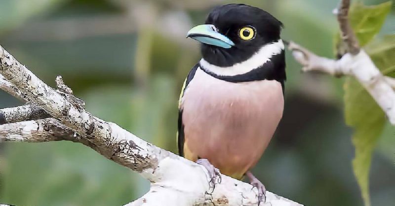 Black and Yellow Broad Bull, a wonderful little bird that jumps from cartoon movies