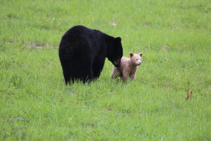 A light caramel bear cub spotted in Whistler-Blackcomb Mountain