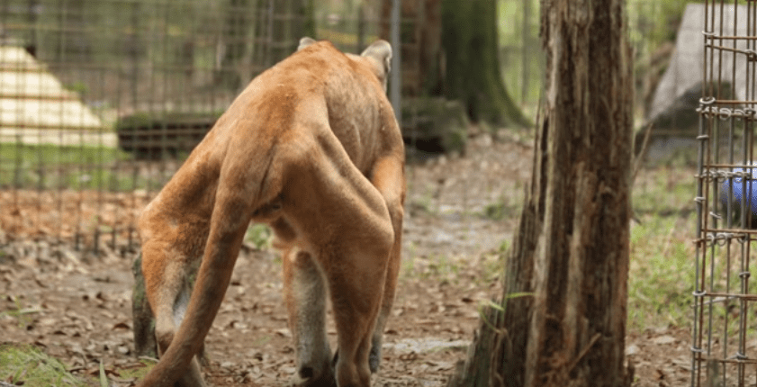 After years of abuse at the zoo, Cougar was rescued in time and learned to walk again