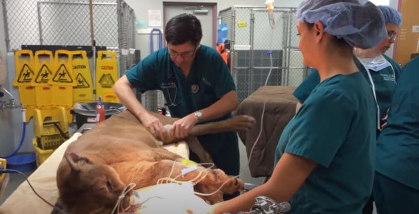 After years of abuse at the zoo, Cougar was rescued in time and learned to walk again