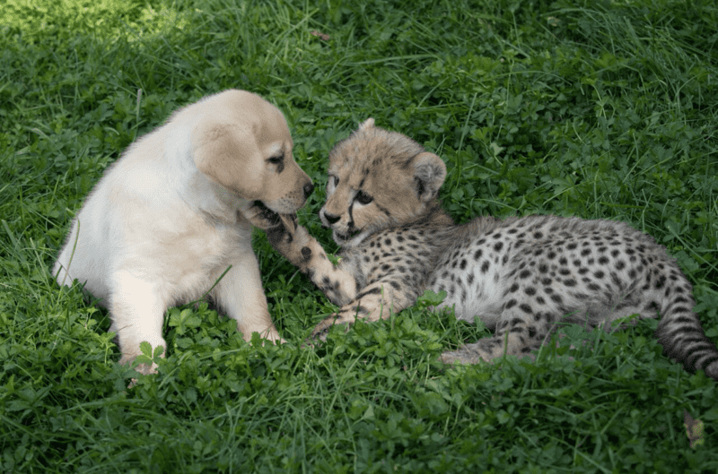 Cheetah pup anxious thanks to his adorable support puppy