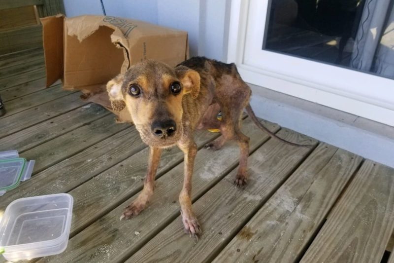 A man discovers a hungry dog alone on a remote island and saves his life