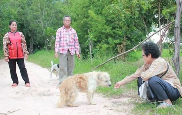 Dog never loses hope while waiting for his left family 4 years on the same road