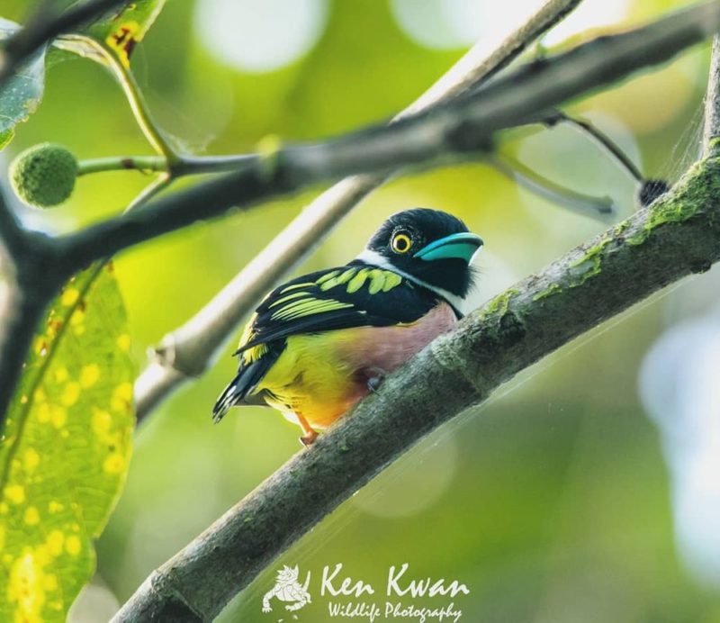 Black and Yellow Broad Bull, a wonderful little bird that jumps from cartoon movies