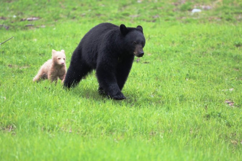 A light caramel bear cub spotted in Whistler-Blackcomb Mountain