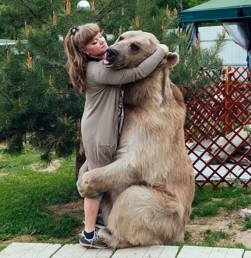 Adopted at the age of 3 months, the bear has been living with its human family for 23 years