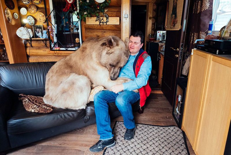 Adopted at the age of 3 months, the bear has been living with its human family for 23 years