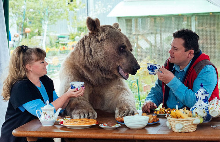 Adopted at the age of 3 months, the bear has been living with its human family for 23 years