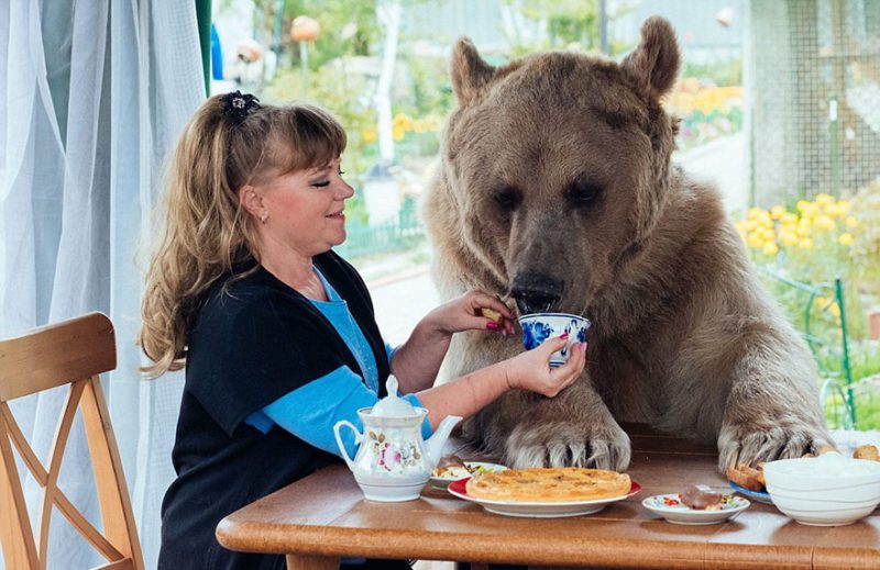 Adopted at the age of 3 months, the  bear has been living with its human family for 23 years