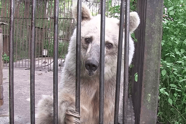 Older bears get first "taste of freedom" after 20 years in cages