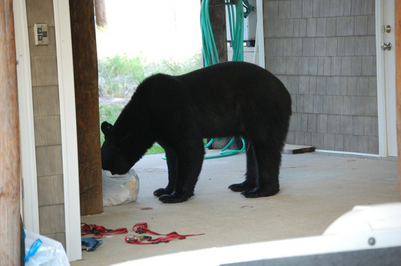 The brave boy risks his life to save the 375lb bear from drowning