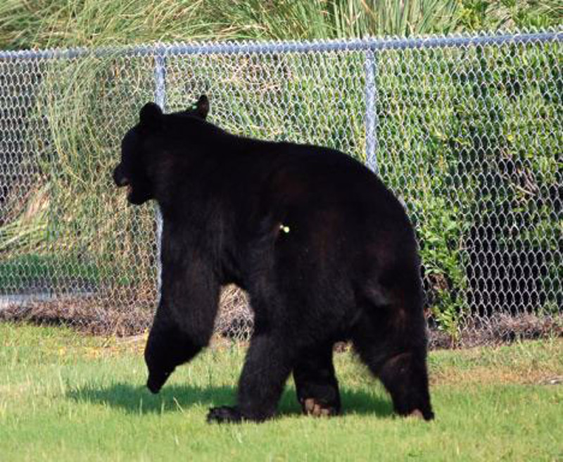 The brave boy risks his life to save the 375lb bear from drowning