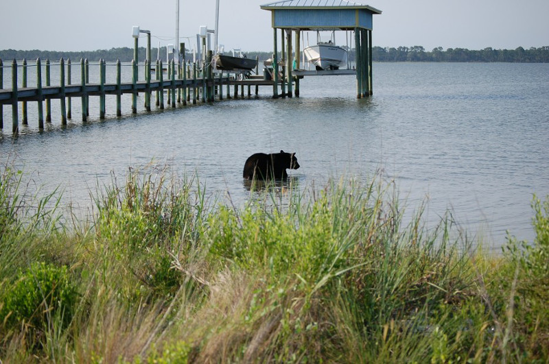 The brave boy risks his life to save the 375lb bear from drowning