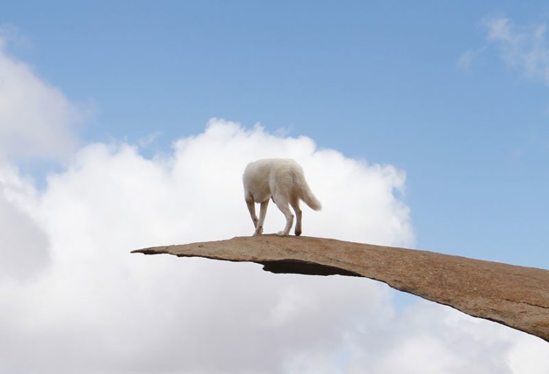 The wild adventures of a man and his dog in pictures of wonderful nature