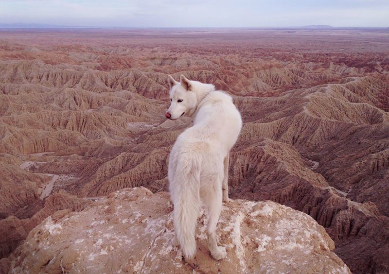 The wild adventures of a man and his dog in pictures of wonderful nature