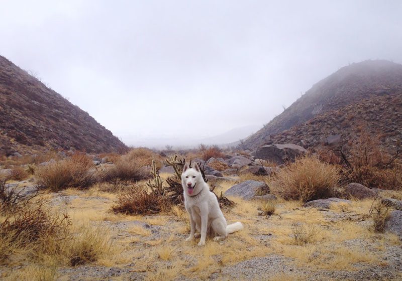 The wild adventures of a man and his dog in pictures of wonderful nature